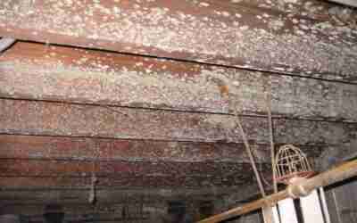 The Health Risks of Mold Exposure and the Importance of Professional Remediation