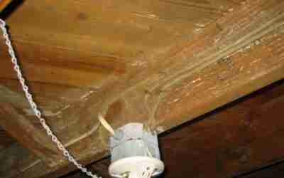 The Importance of Immediate Action in Mold Removal and Restoration