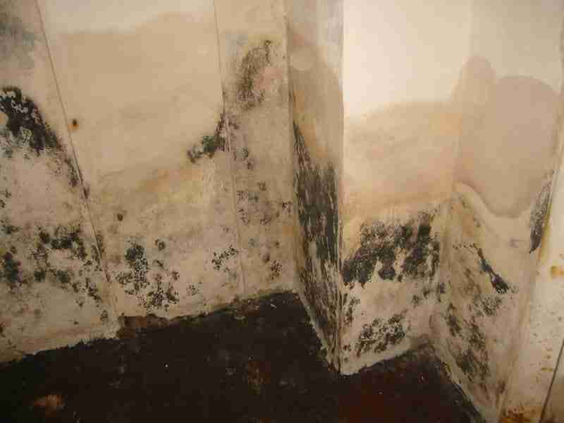 water-restoration-services Mold infestation in corner of room.