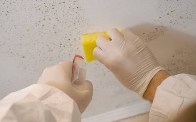 How Expert Mold Removal Solutions in Rochester Protect Your Family’s Respiratory Health