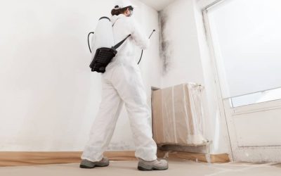 Professional Mold Removal Services: What to Expect Step-by-Step