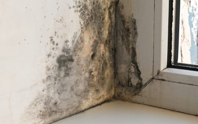 Water Damage in Your Home? Here’s Why Professional Restoration Services Make All the Difference