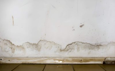 What to Expect During a Professional Mold Removal Process?